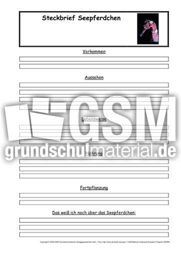 Seepferdchen-Steckbriefvorlage.pdf
